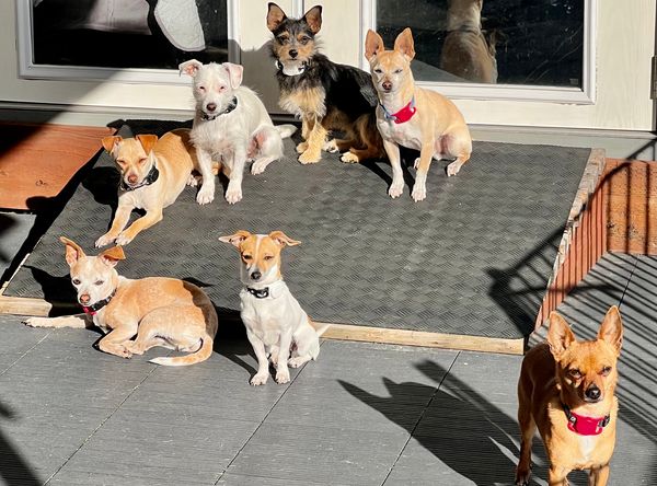 Underdog Animal Rescue