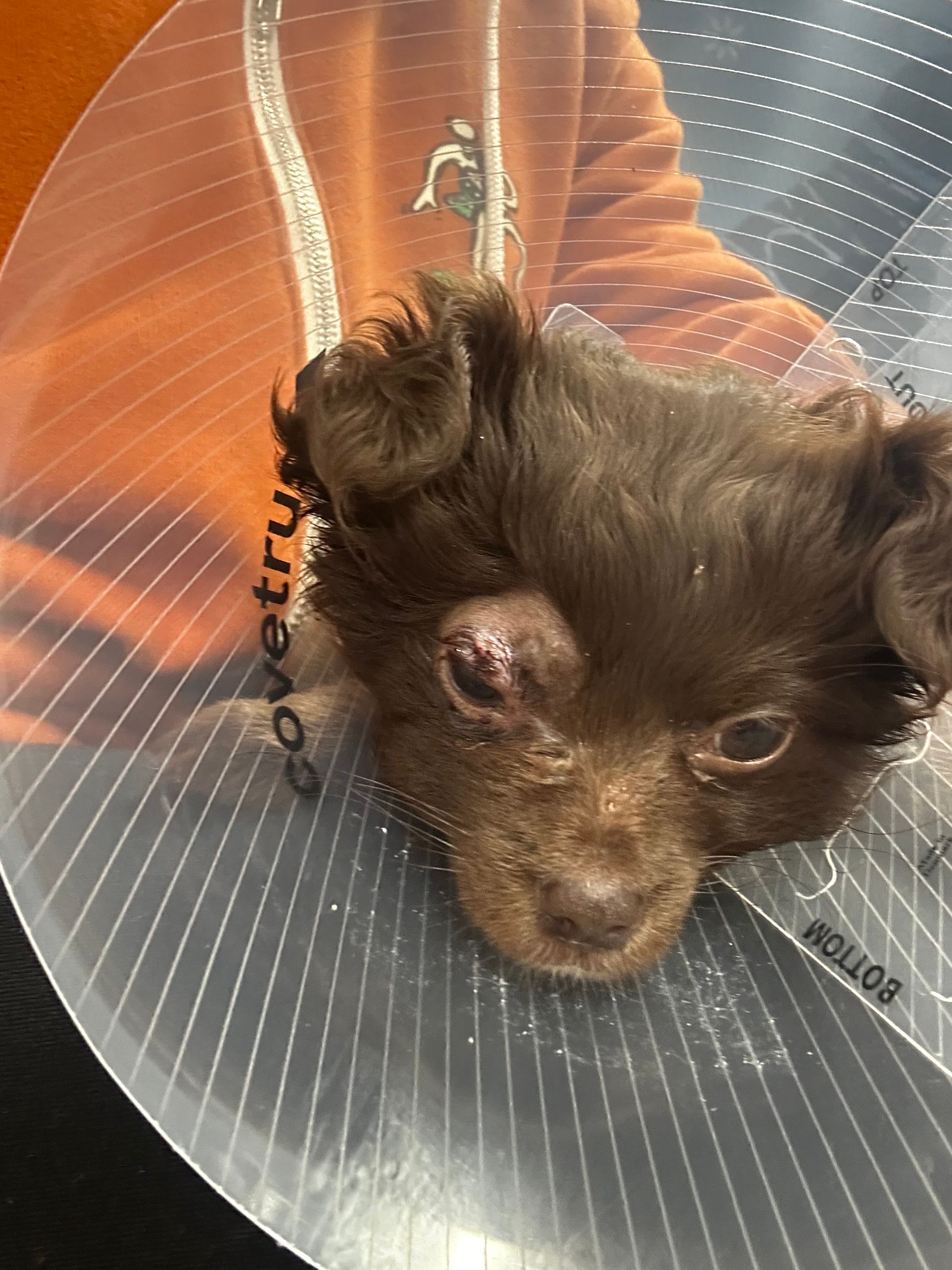 Underdog Animal Rescue