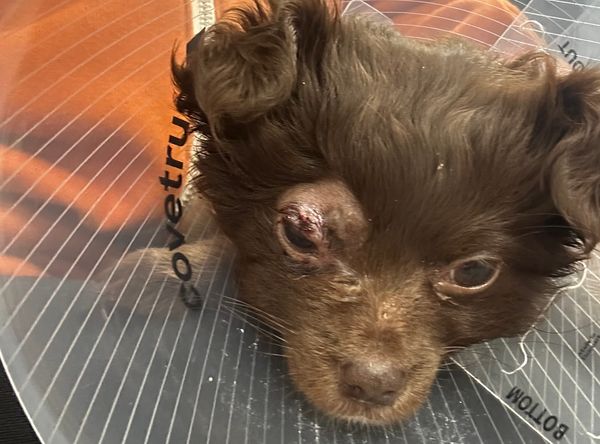 Underdog Animal Rescue
