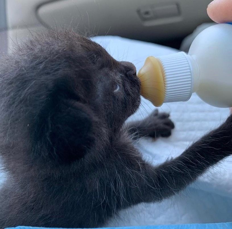 Bitten By A Kitten Rescue