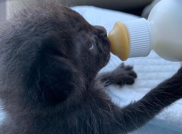 Bitten By A Kitten Rescue