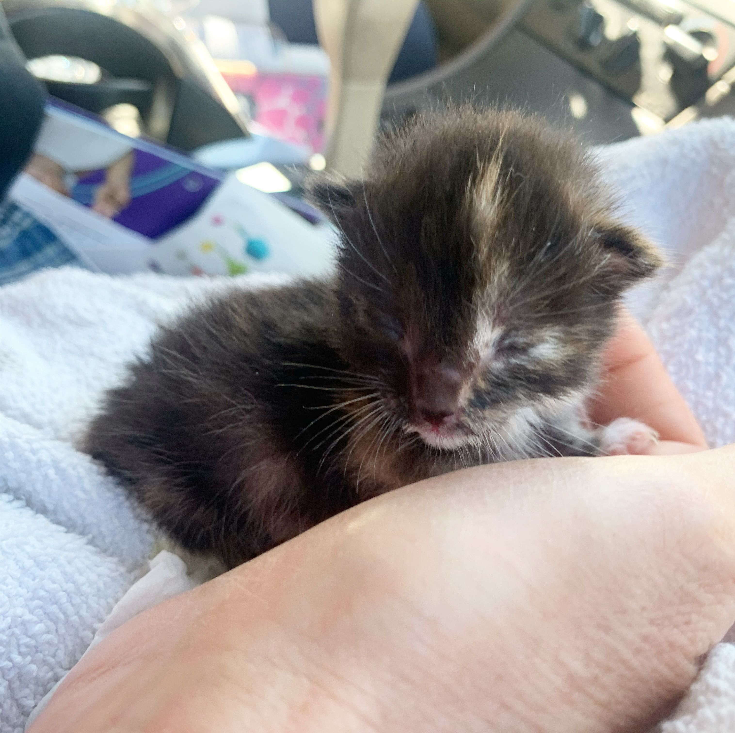 Bitten By A Kitten Rescue