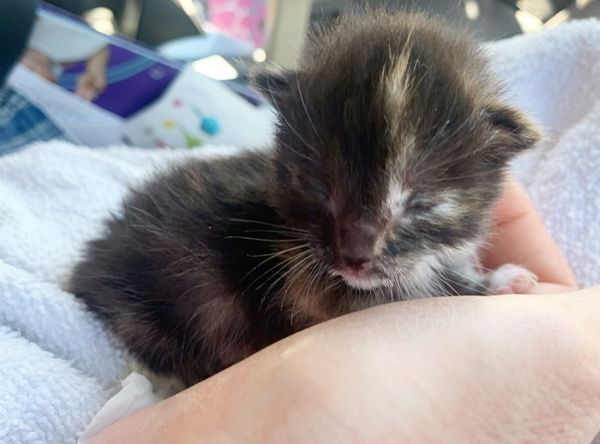 Bitten By A Kitten Rescue