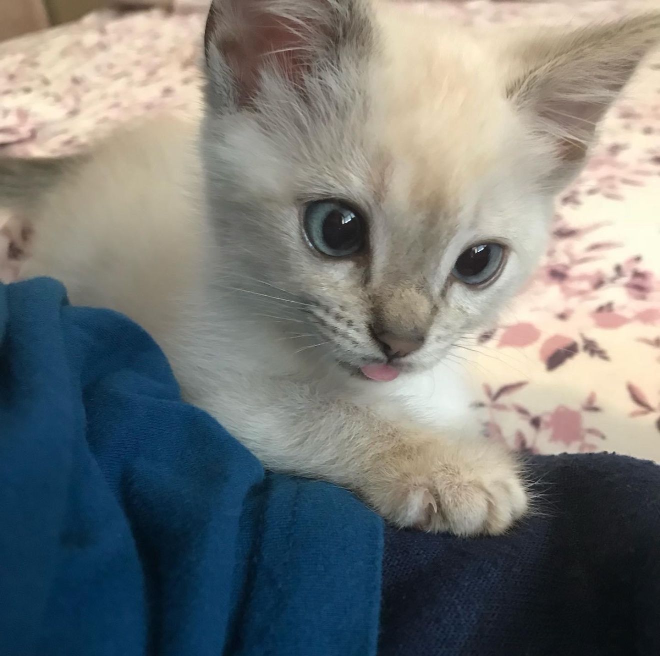 Bitten By A Kitten Rescue