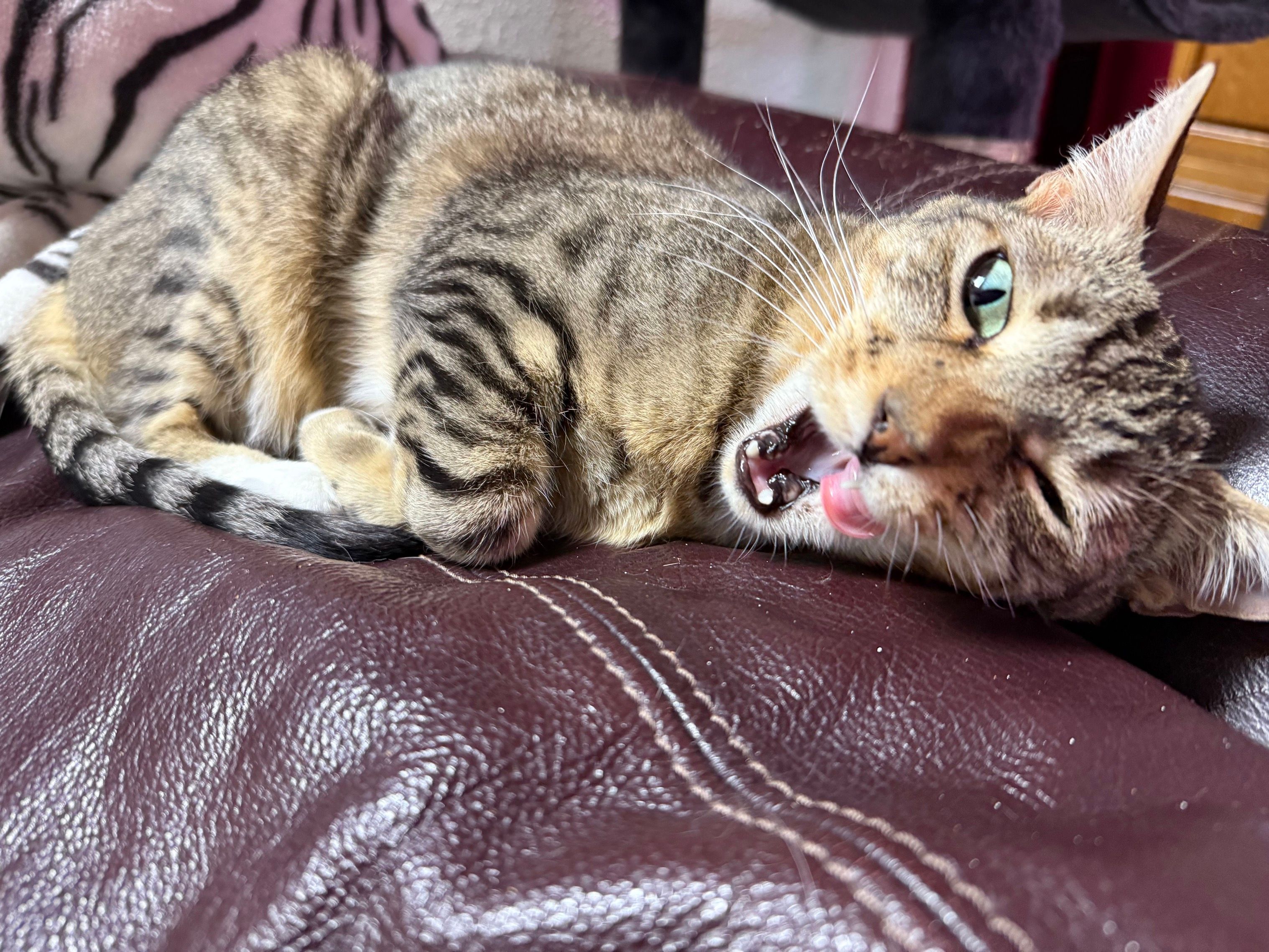 Paws n’ Claws Senior Living Inc