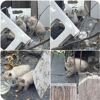 Meow Haven Kitty Rescue Inc