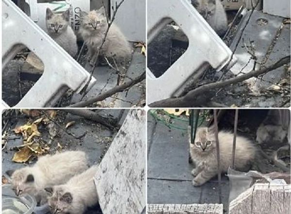 Meow Haven Kitty Rescue Inc