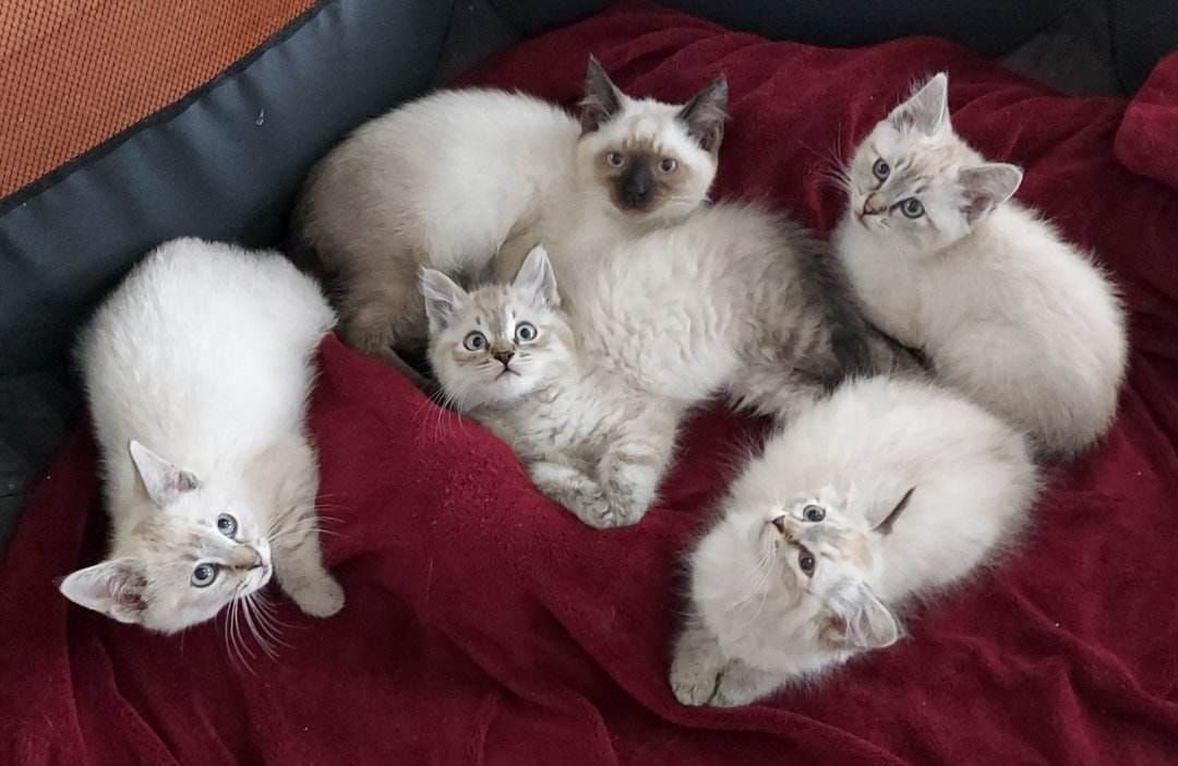 Meow Haven Kitty Rescue Inc