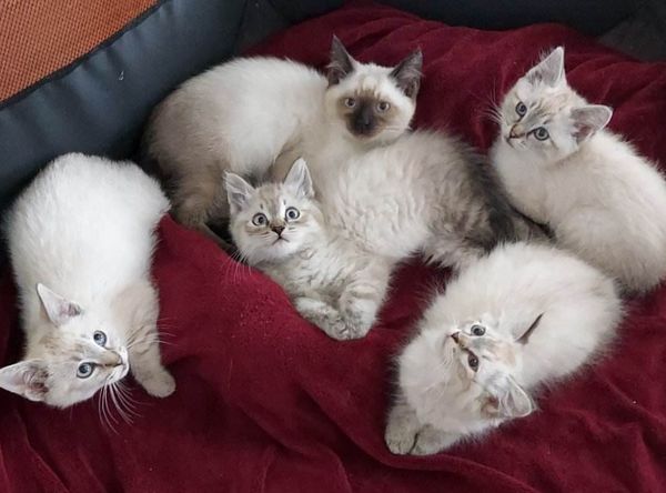 Meow Haven Kitty Rescue Inc