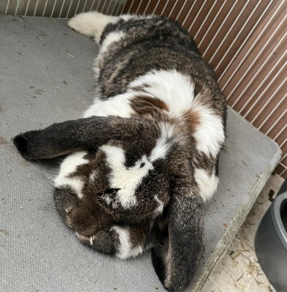 Hay Monsters Rabbit Sanctuary