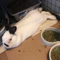 Hay Monsters Rabbit Sanctuary