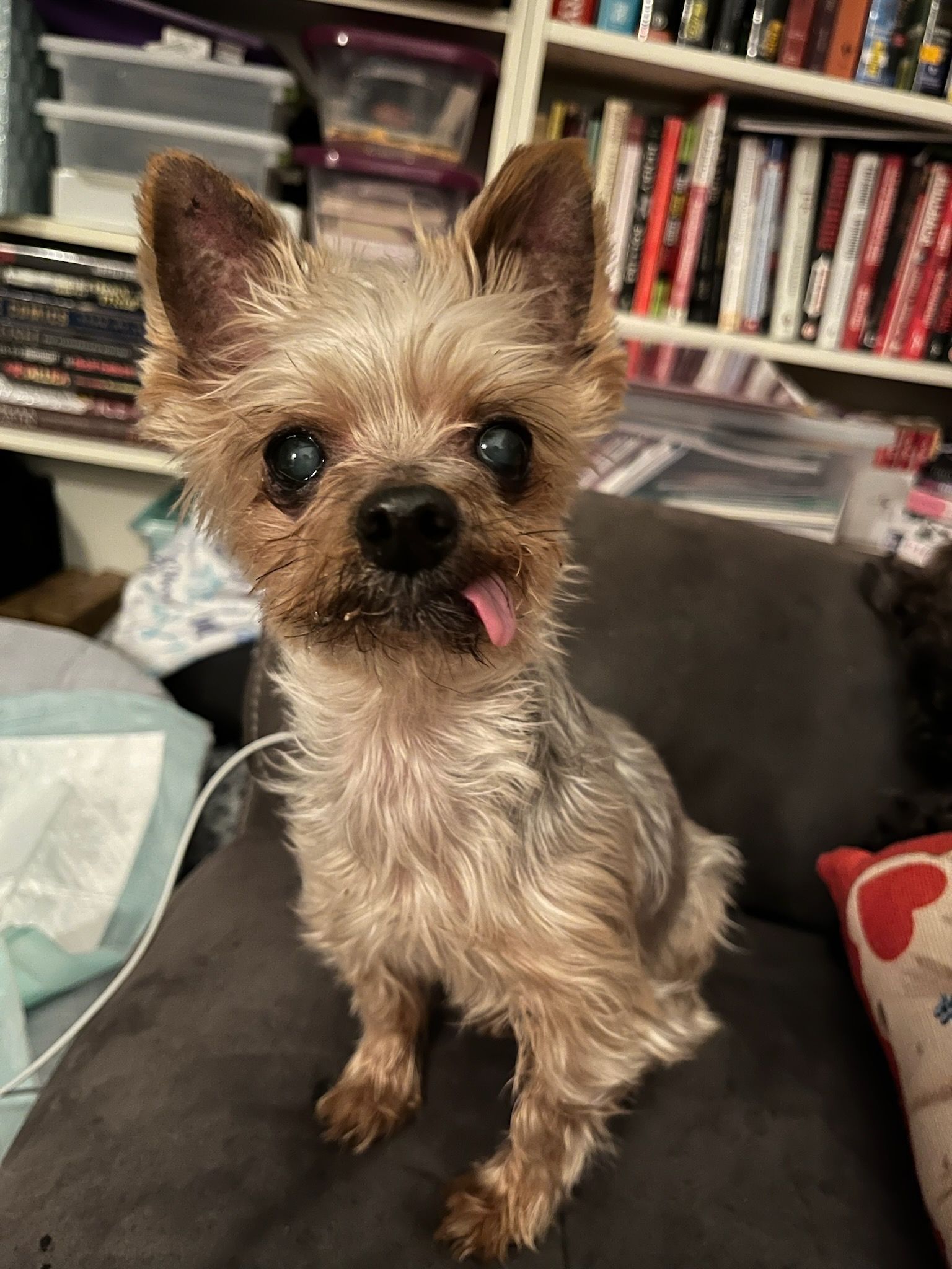 Guardian Angel Animal Rescue