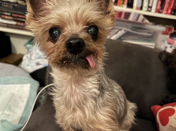 Guardian Angel Animal Rescue