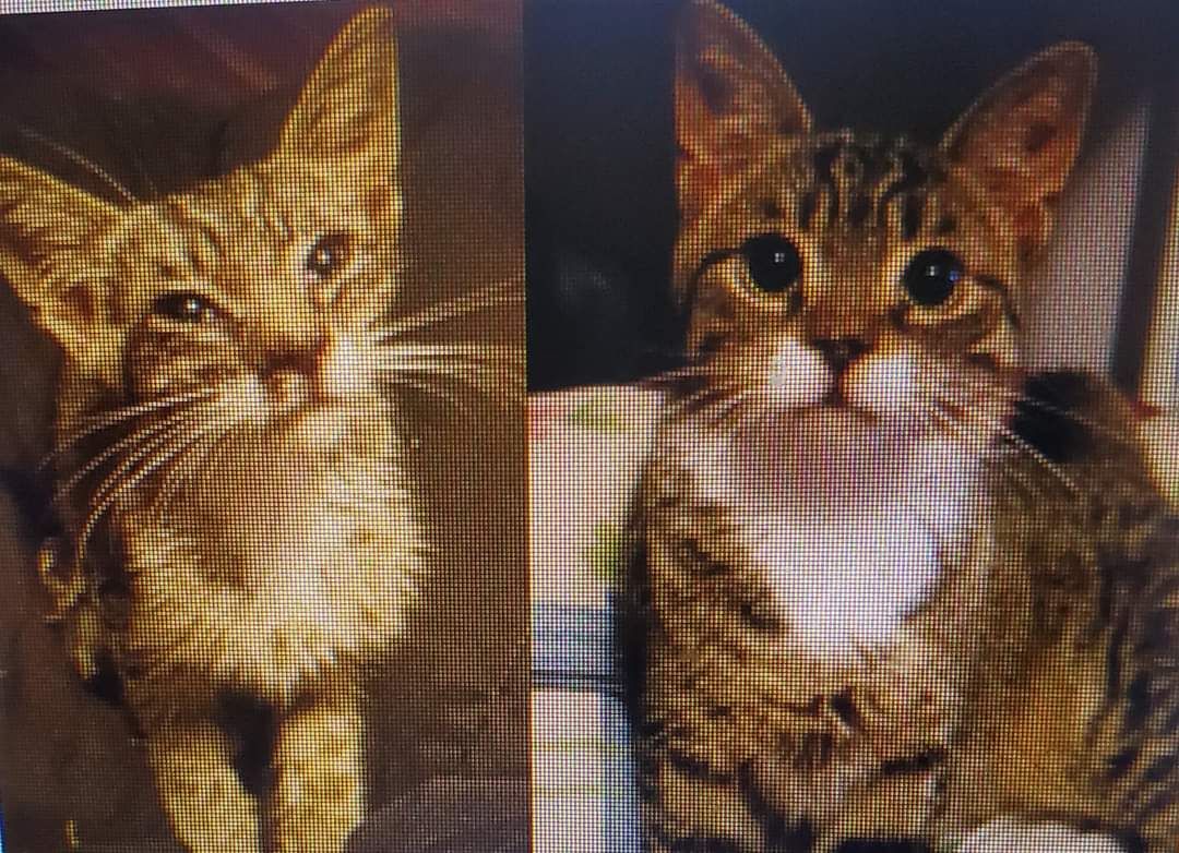 Guardian Angel Animal Rescue