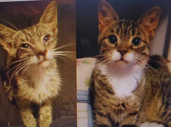 Guardian Angel Animal Rescue