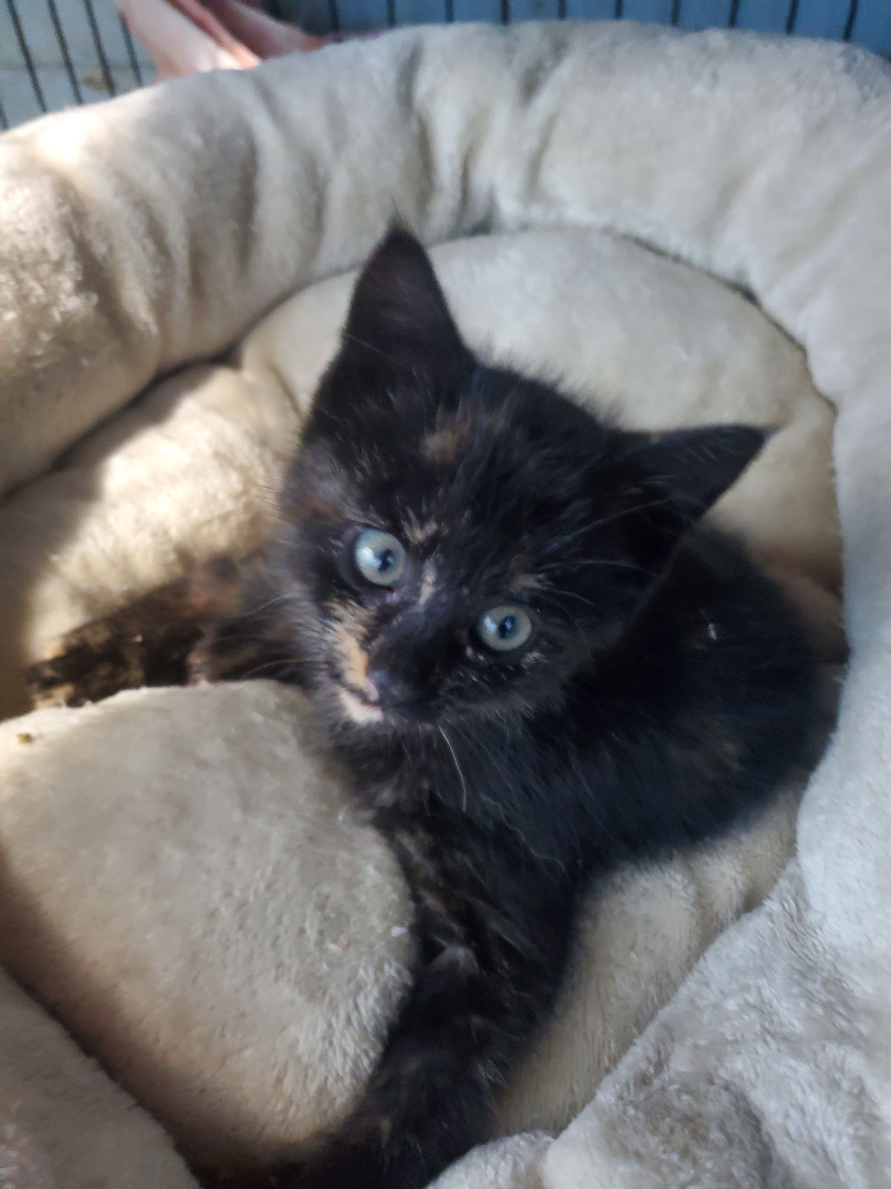 Guardian Angel Animal Rescue