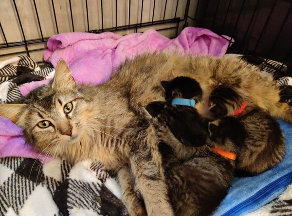 Feral Today Friend Tomorrow