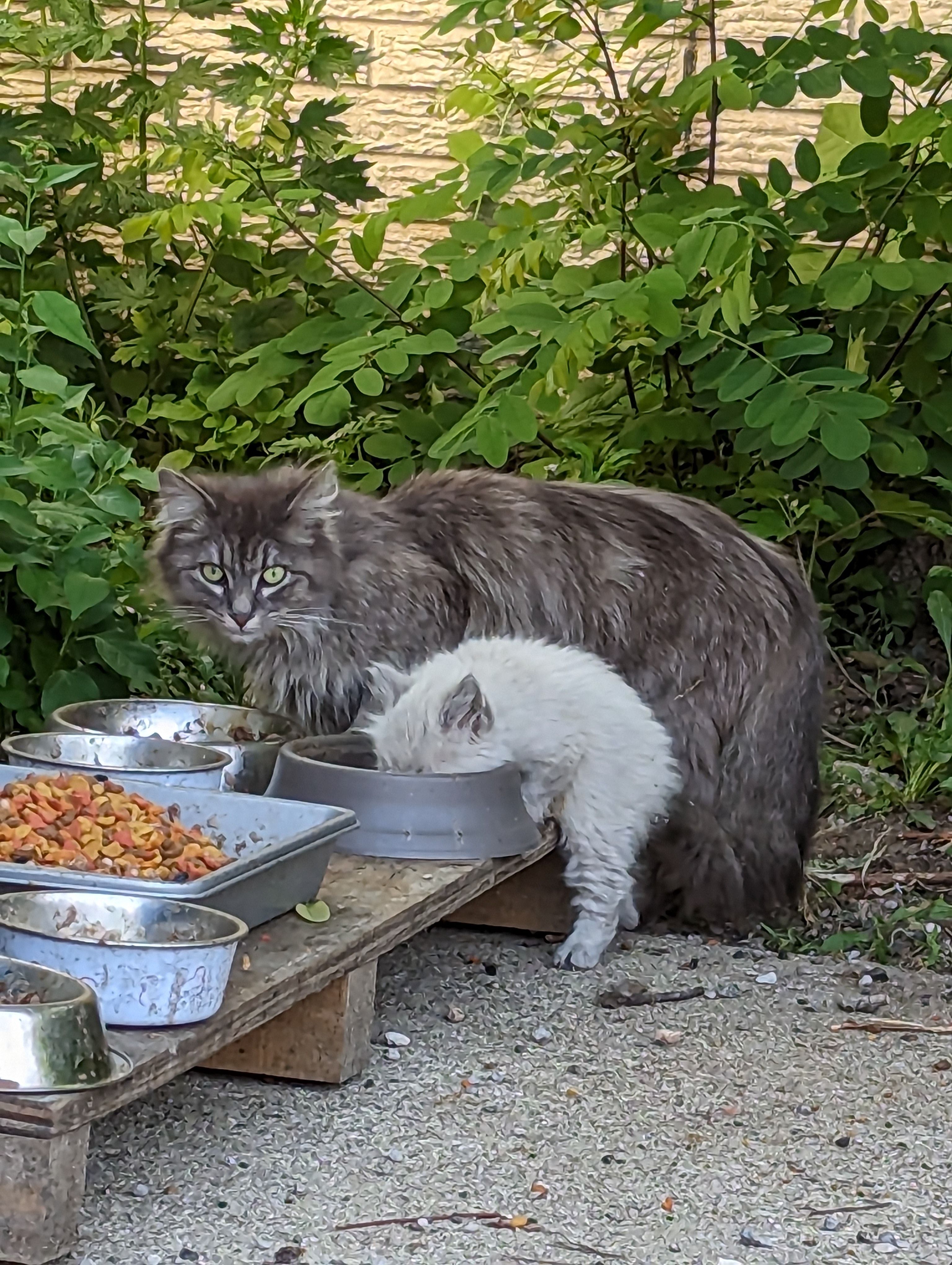 Feral Today Friend Tomorrow