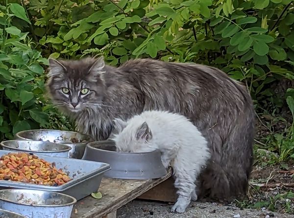 Feral Today Friend Tomorrow