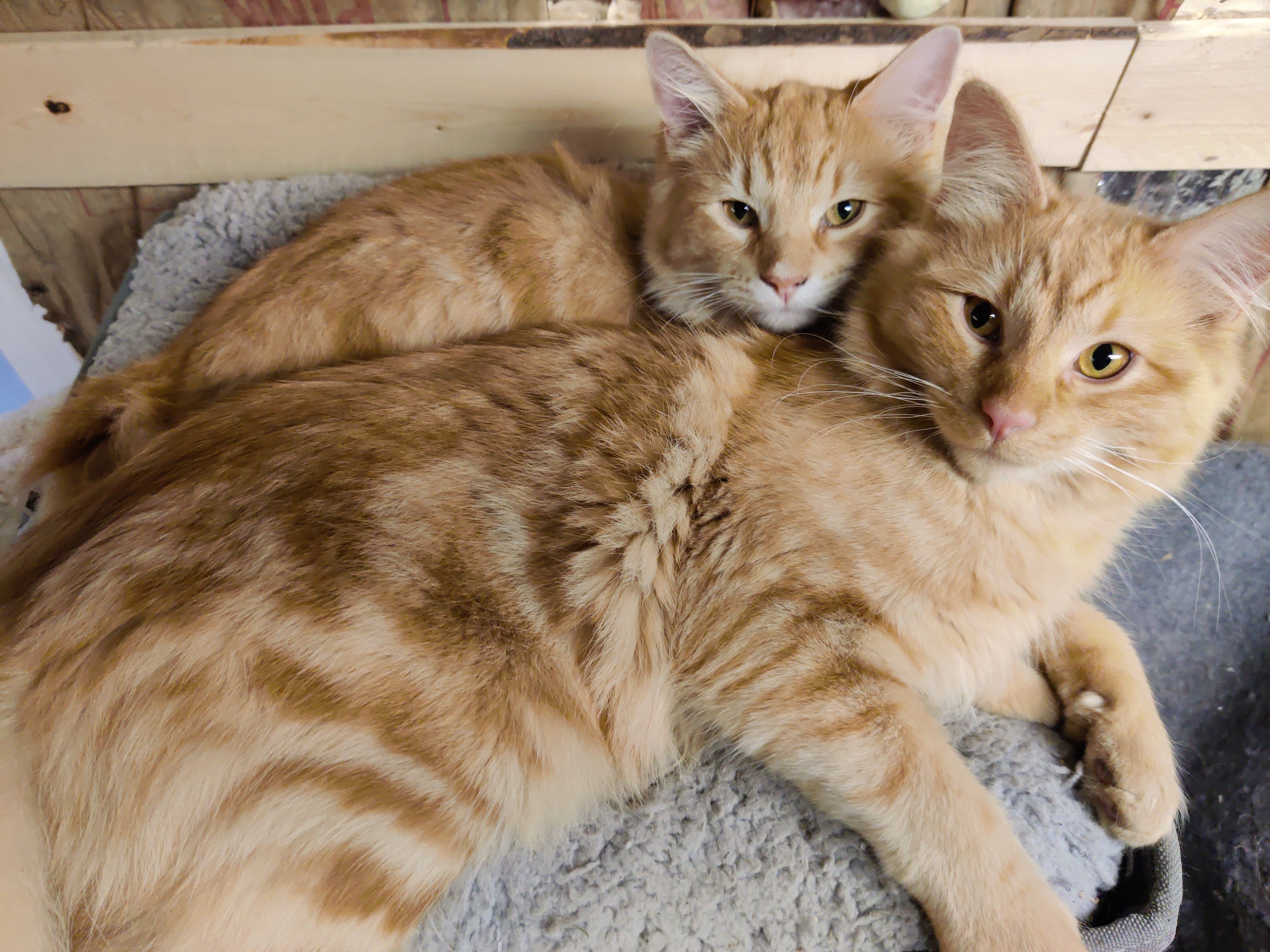 Feral Today Friend Tomorrow