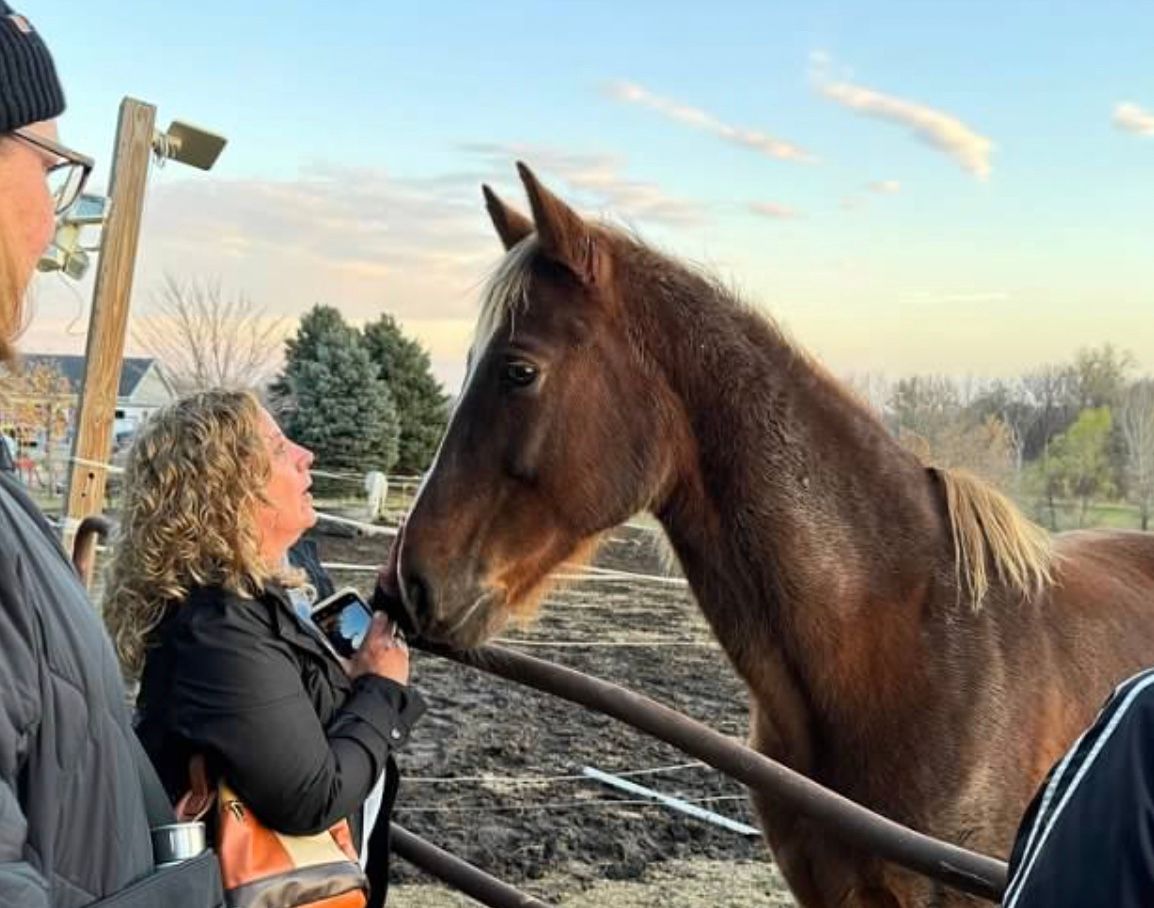 Art, Heart and Hoofbeats - Equine Rescue and Sanctuary