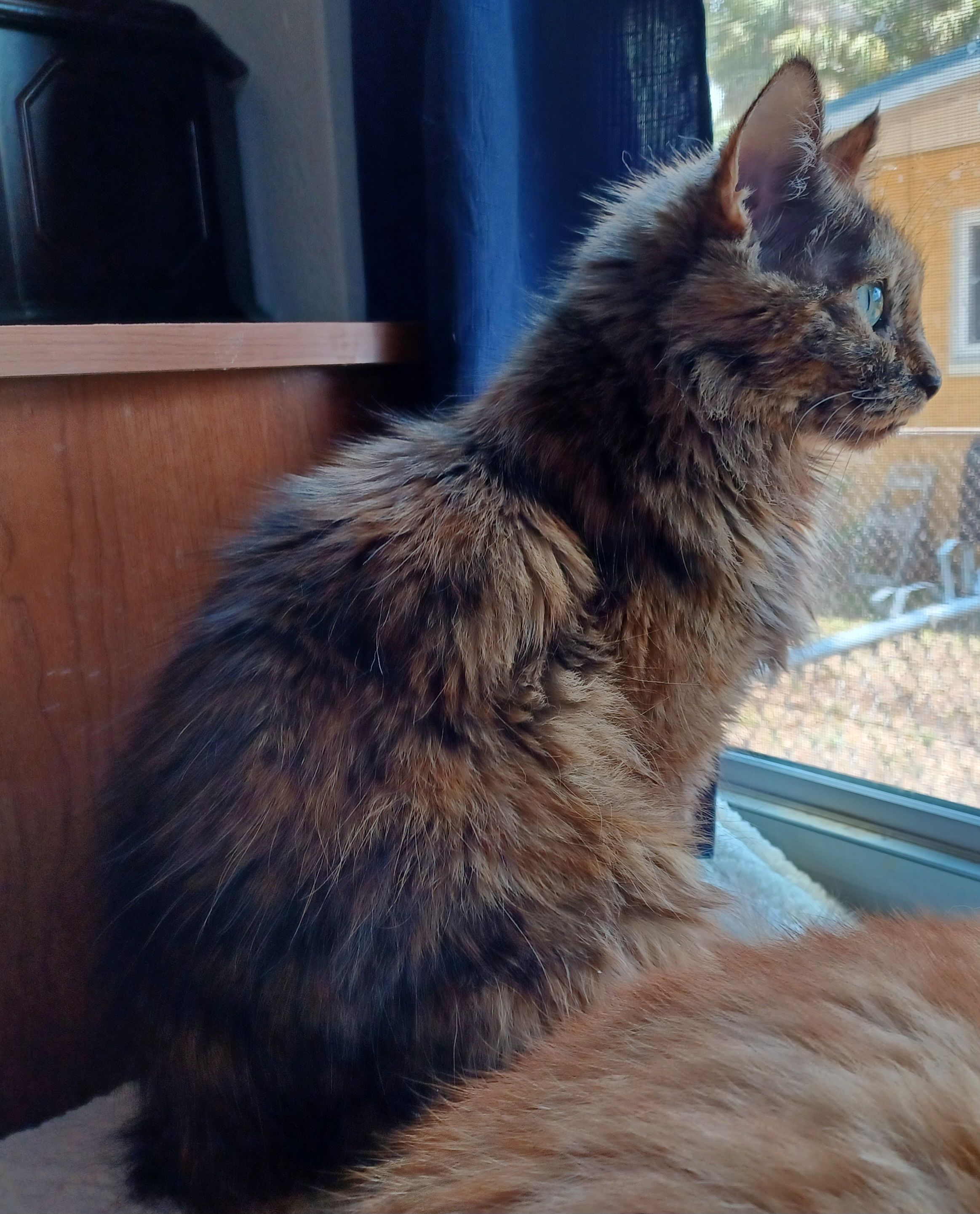 Bastet Senior Cat Home, Inc