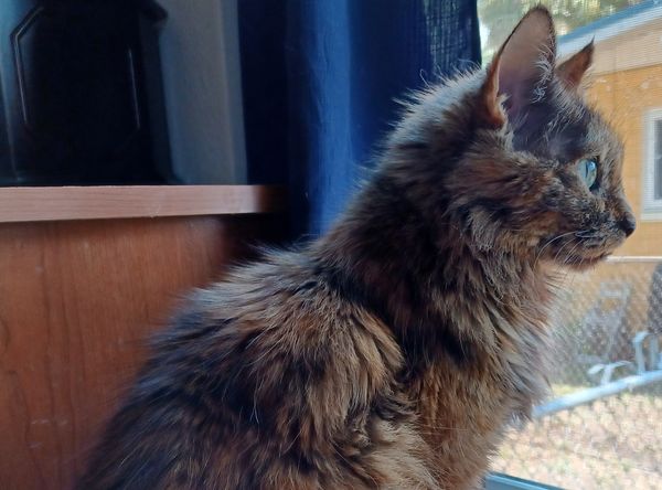 Bastet Senior Cat Home, Inc