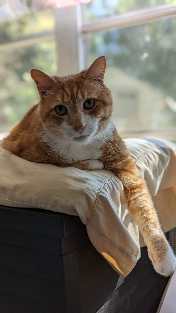 Bastet Senior Cat Home, Inc