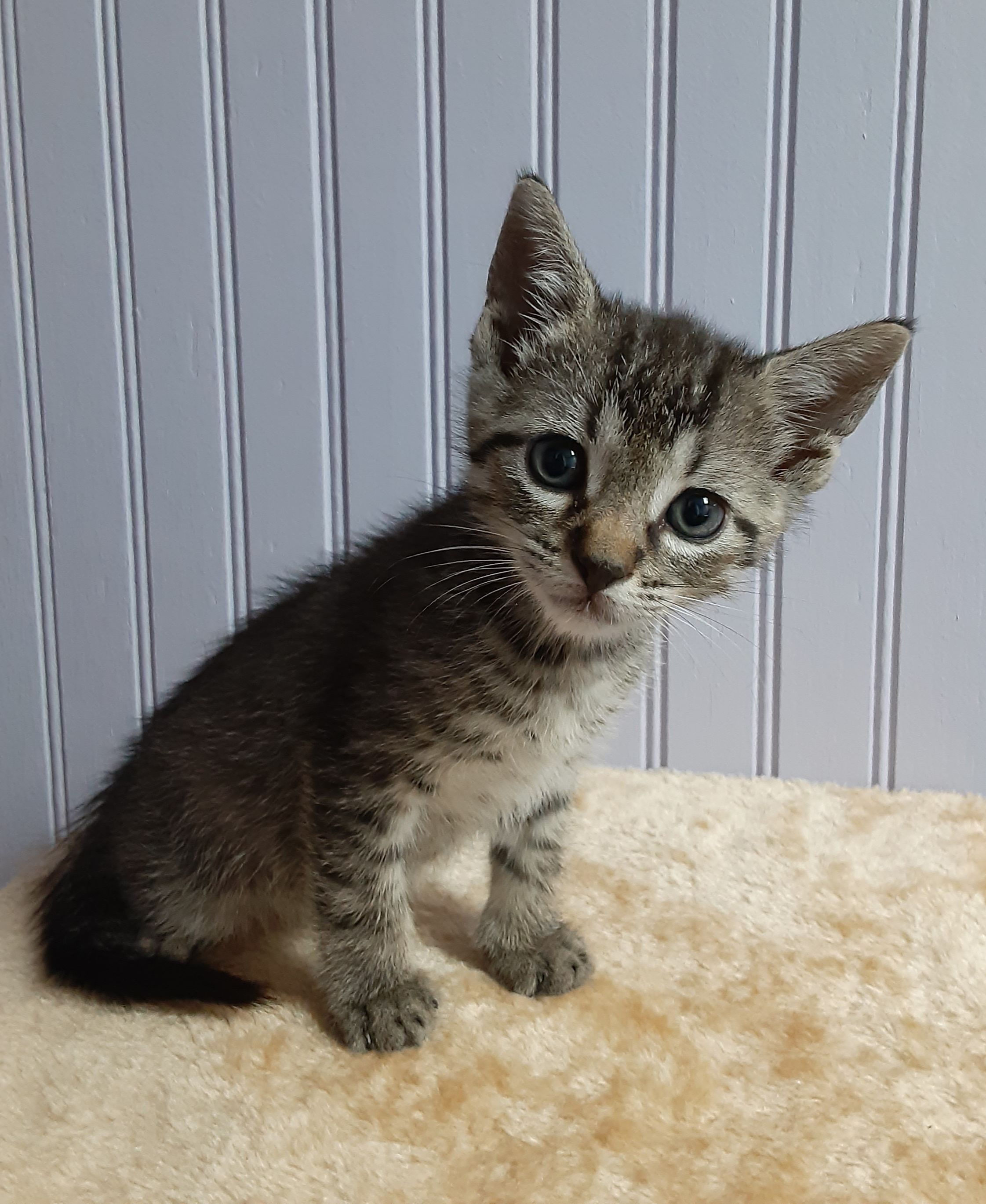 nine lives kitten rescue .com