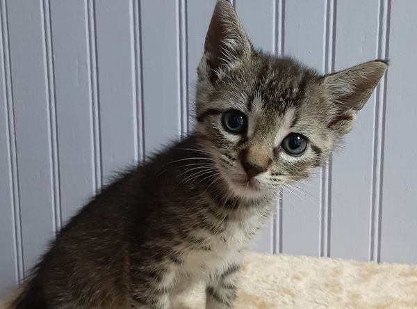 nine lives kitten rescue .com