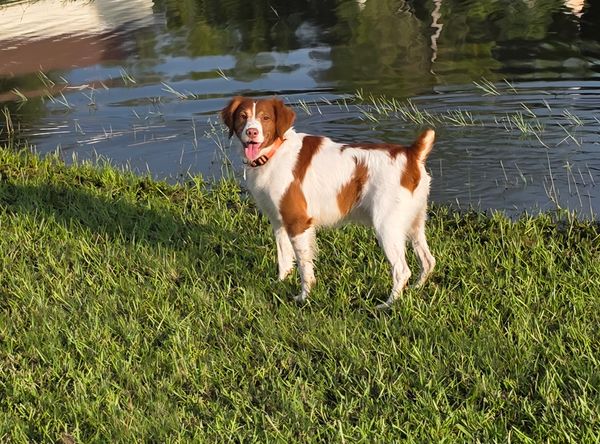 Florida Brittany Rescue
