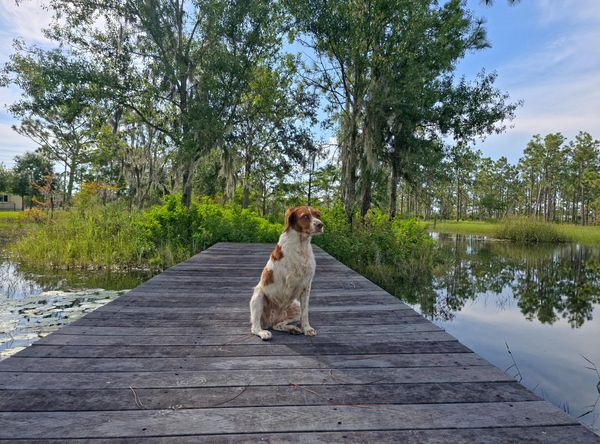 Florida Brittany Rescue