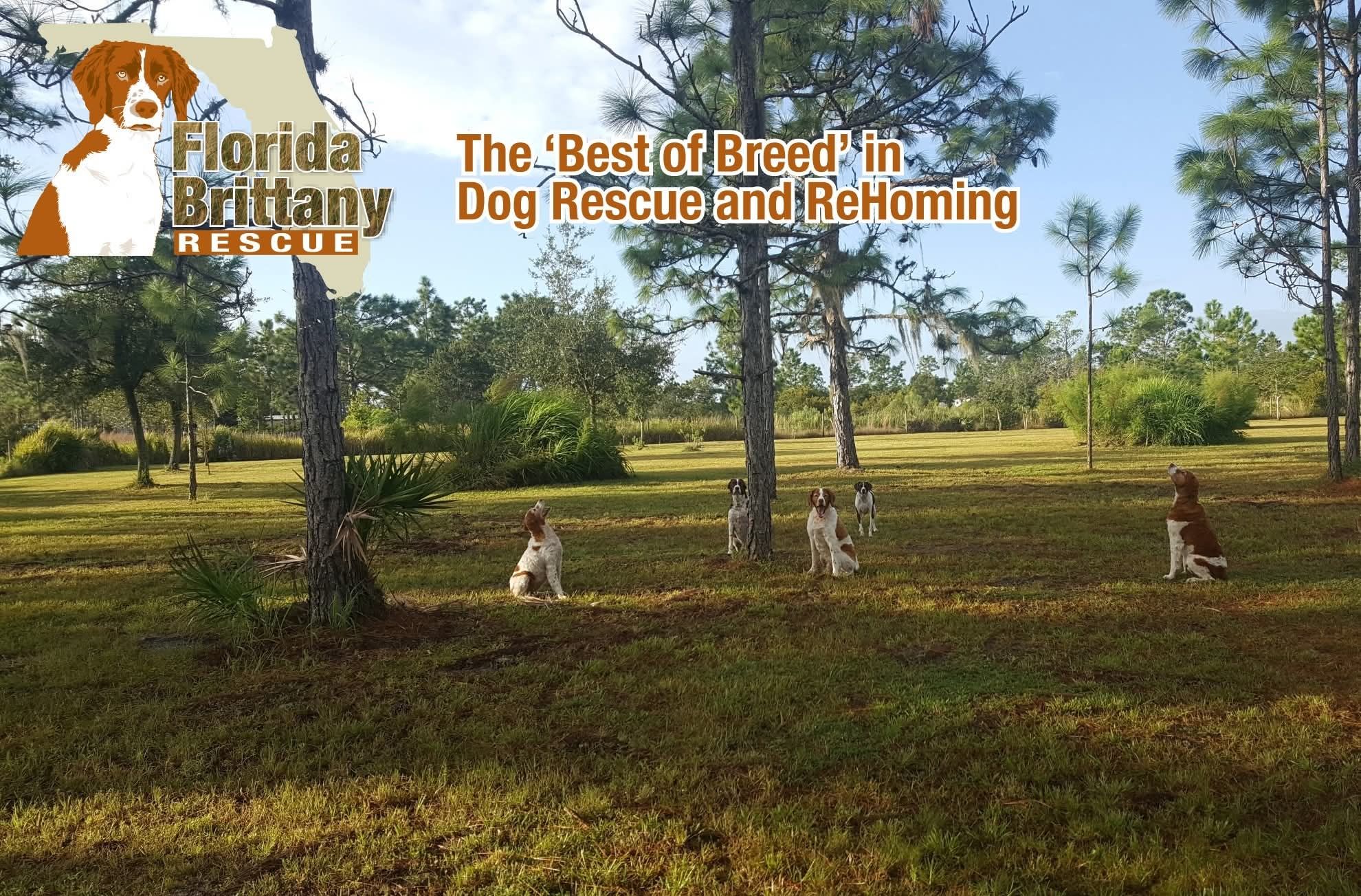 Florida Brittany Rescue