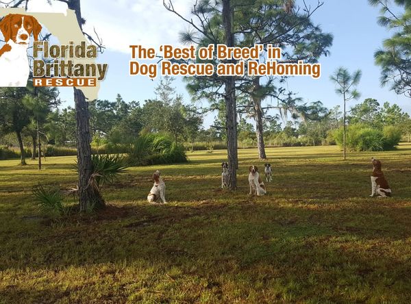 Florida Brittany Rescue
