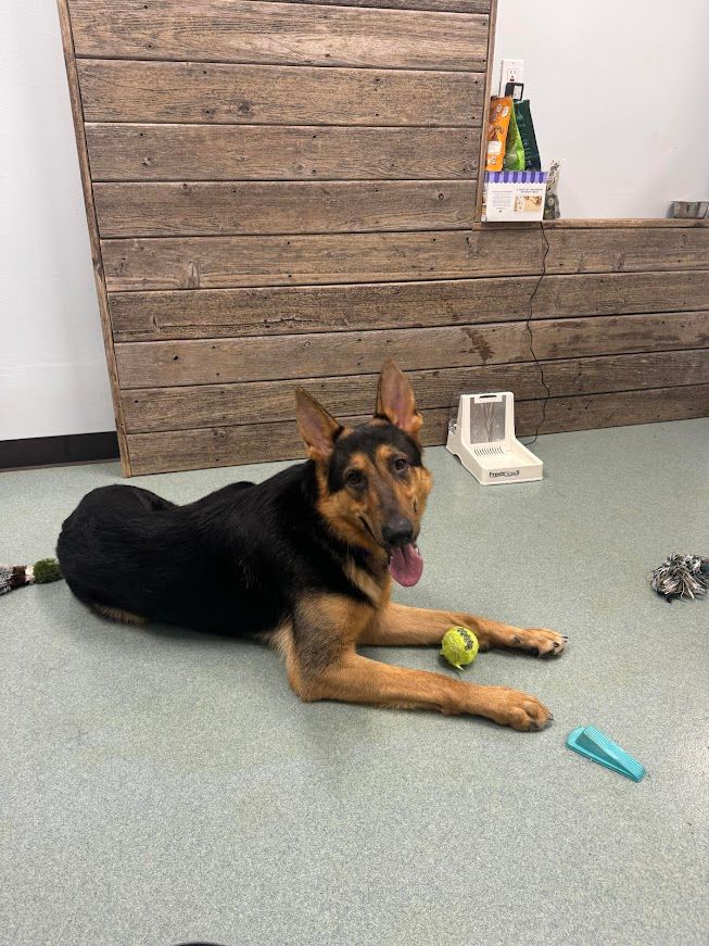 Humane Society of Polk County Inc