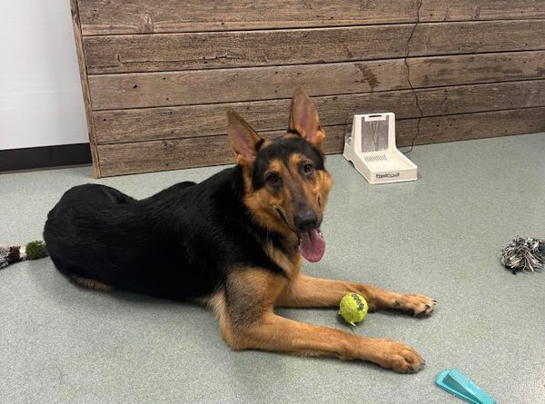 Humane Society of Polk County Inc