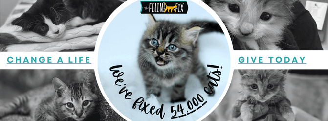 The Feline Fix