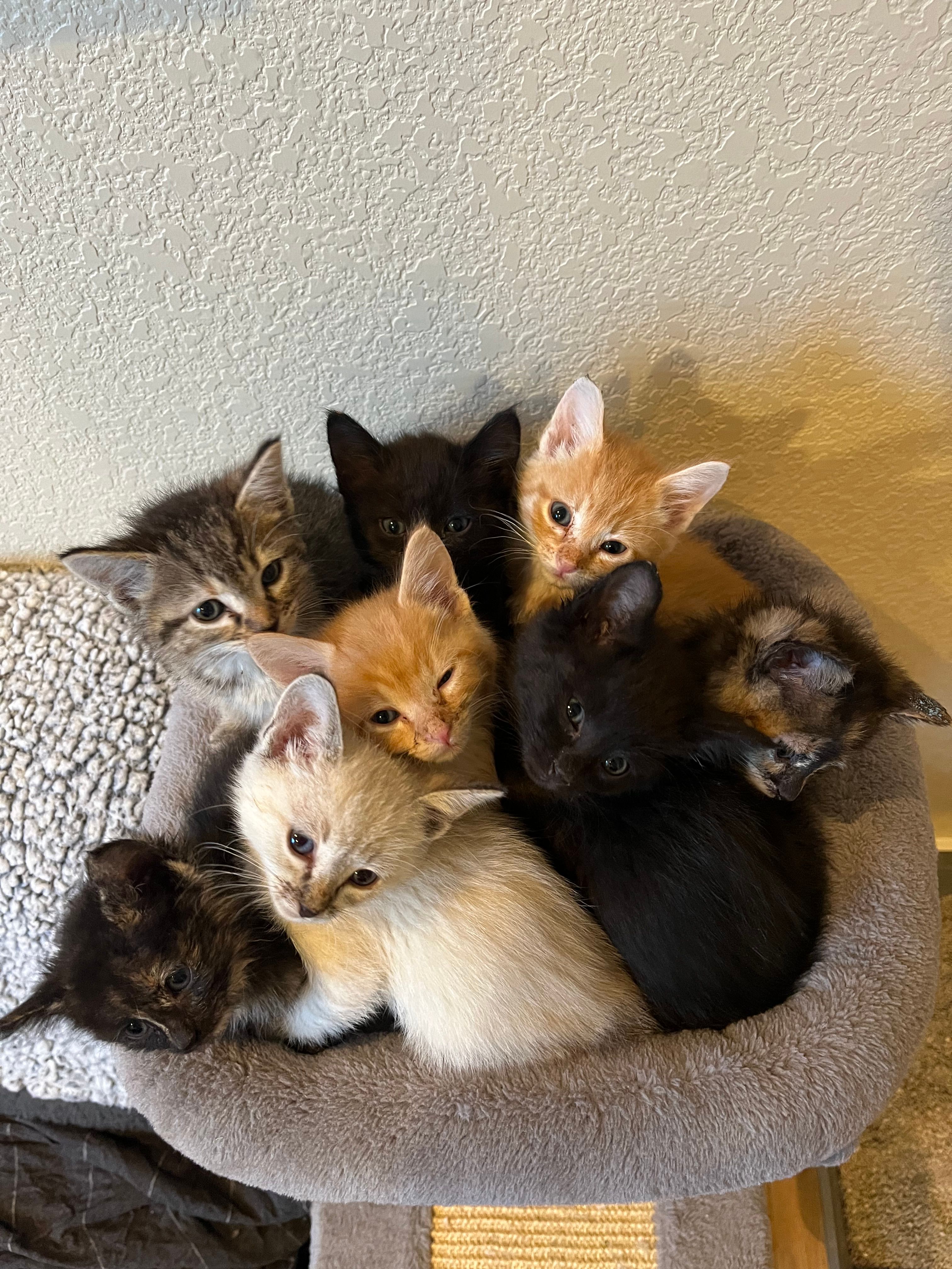 Colorado Feline Foster Rescue