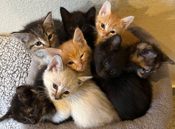 Colorado Feline Foster Rescue