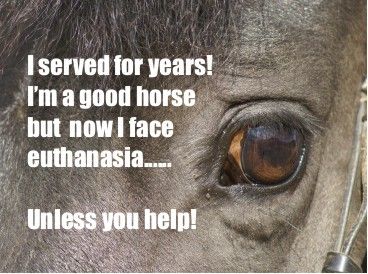 Pattie's Ranch dba Save the Animals Today