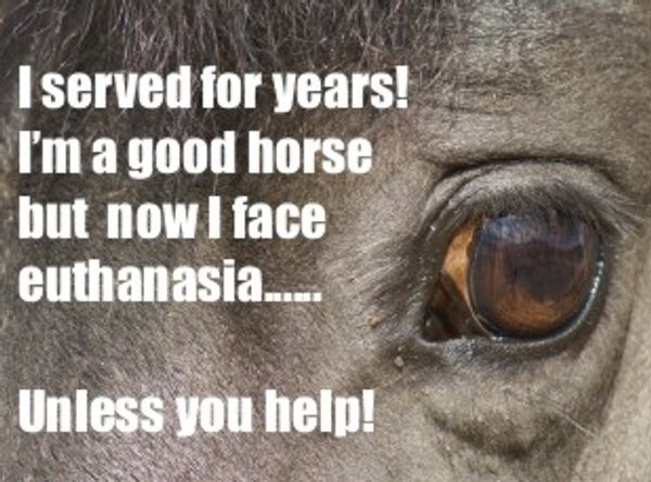 Pattie's Ranch dba Save the Animals Today