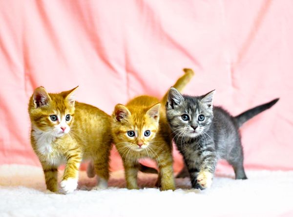 Humane Society of Harford County, Inc.