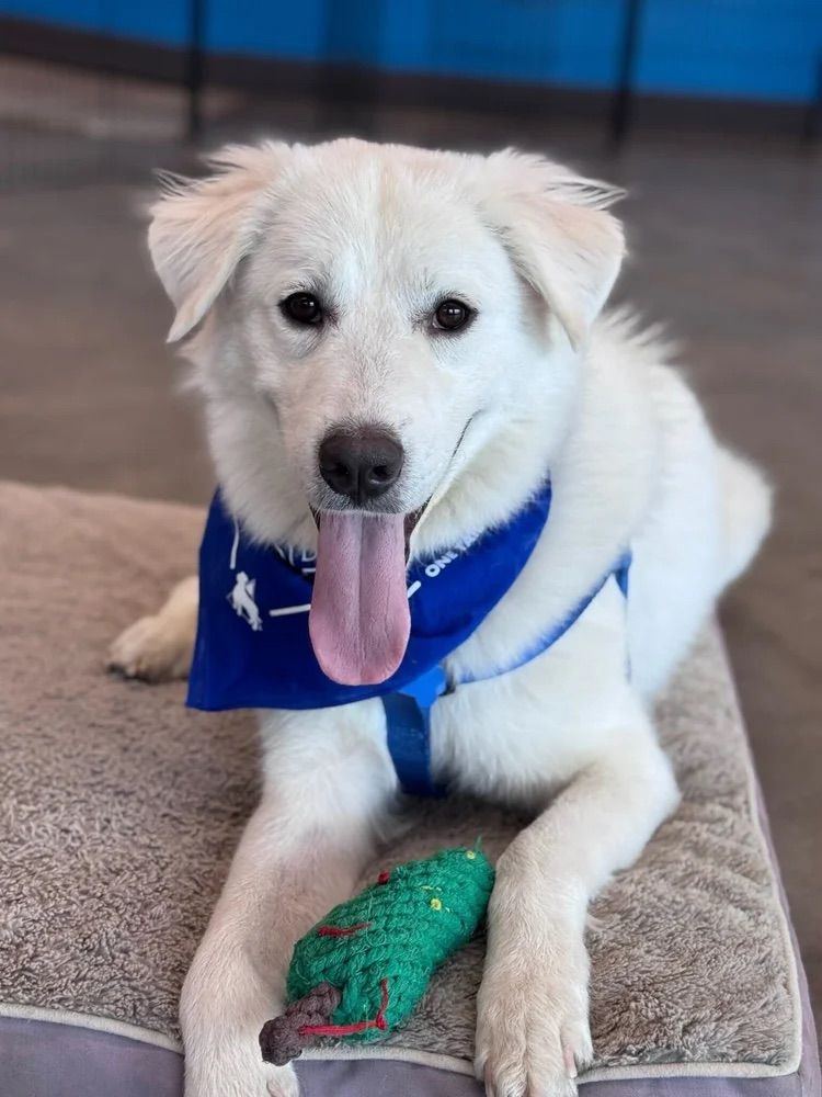 One Tail at a Time - PDX