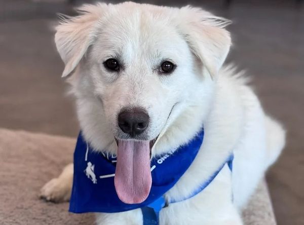 One Tail at a Time - PDX