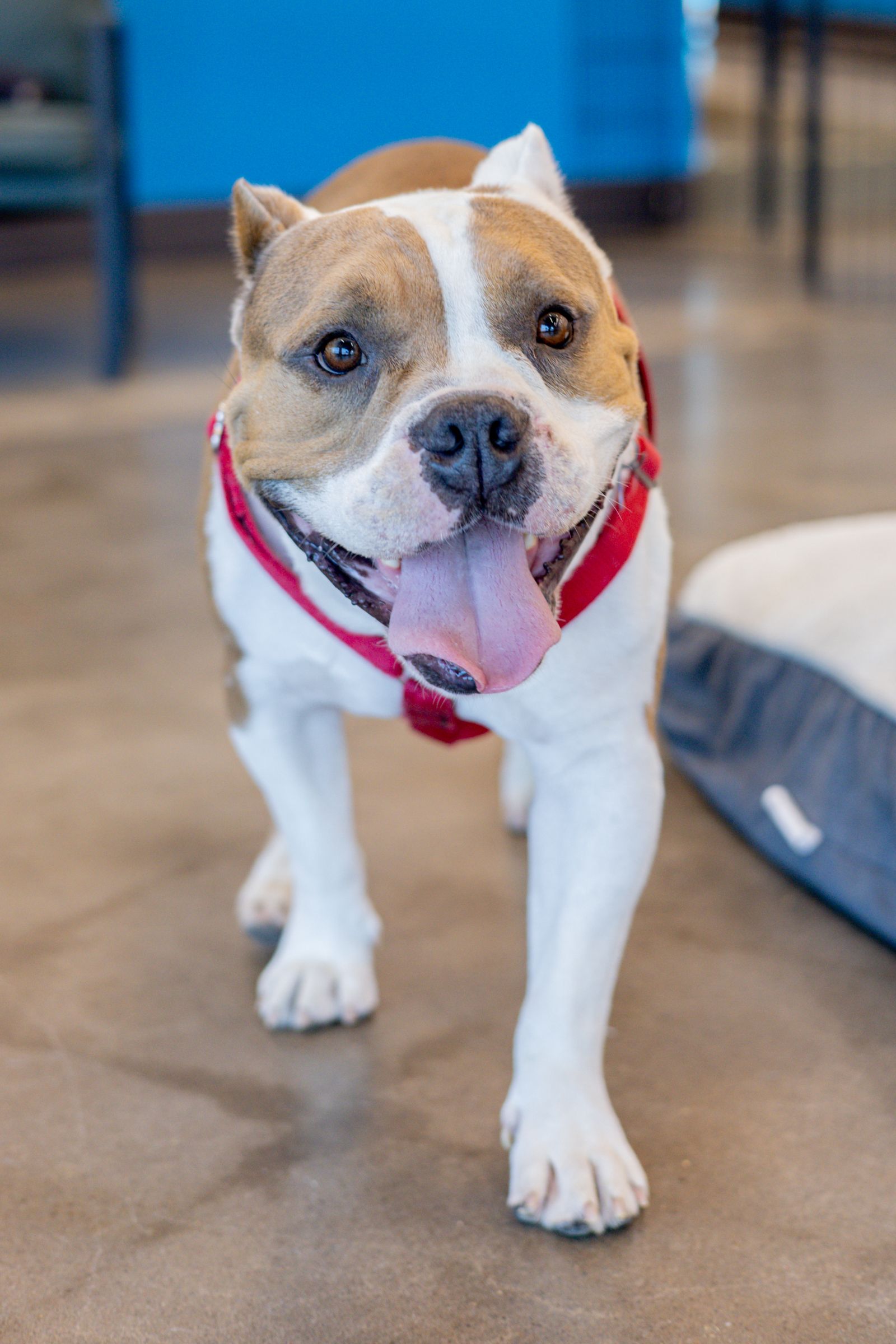 One Tail at a Time - PDX