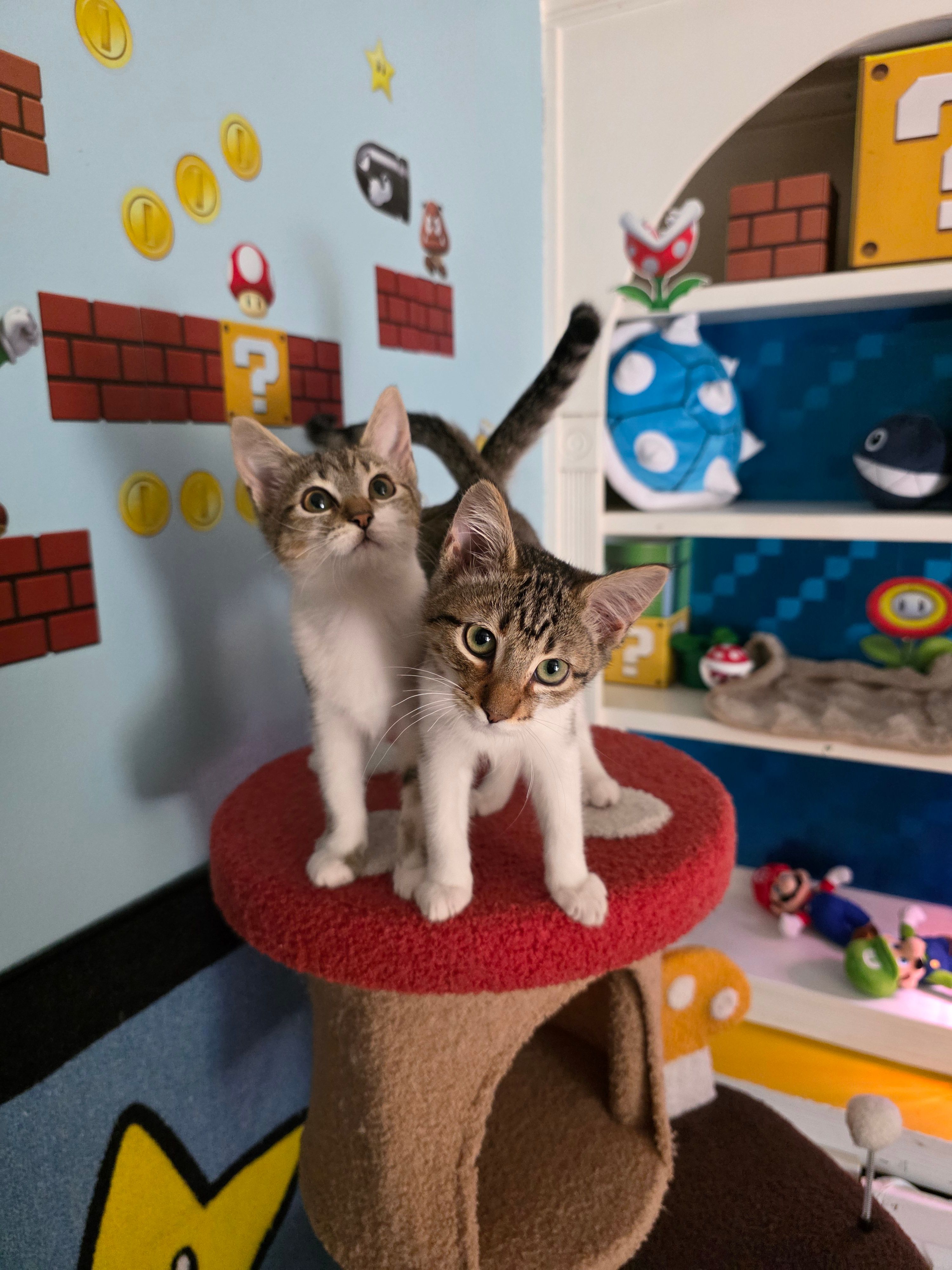 Love and Care Kitten Adoption