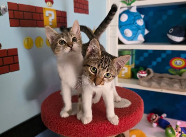 Love and Care Kitten Adoption