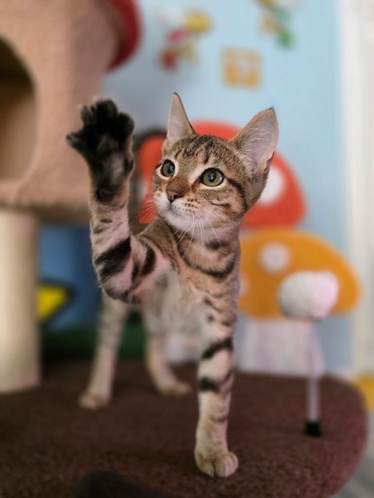 Love and Care Kitten Adoption