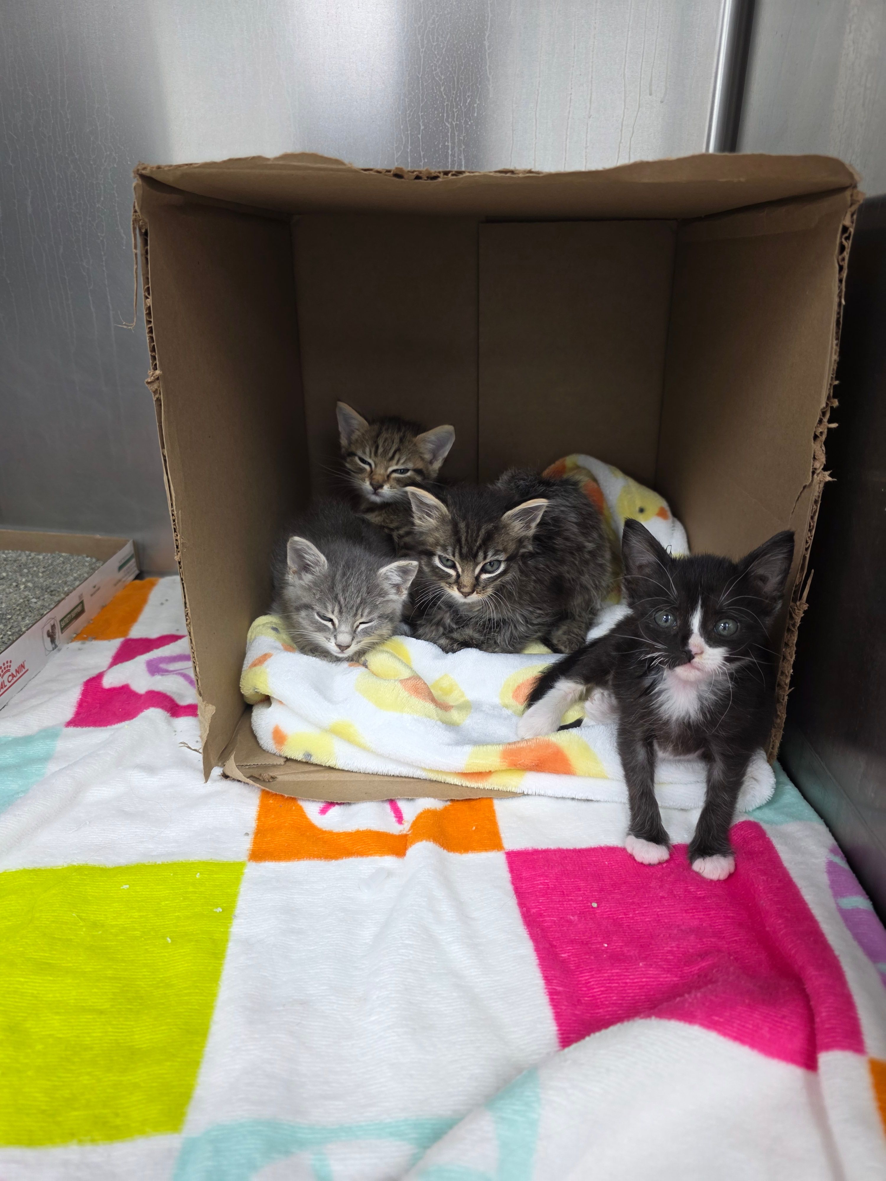 Love and Care Kitten Adoption