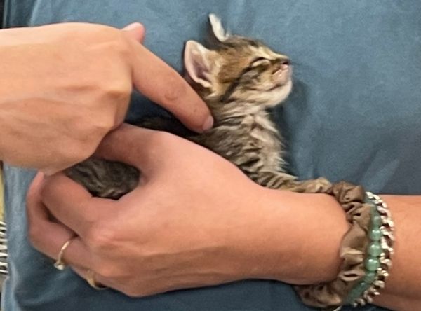 Kittens Rescue NW Inc